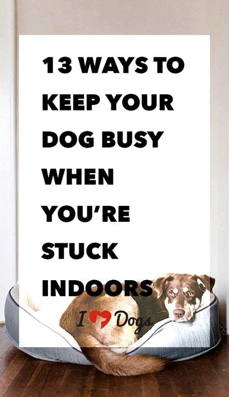 Dog Training Hacks This Will Build A Good Connection To The Crate