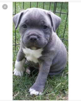 Image Result For Blue Staffy Puppy Blue Nose Pitbull Puppies