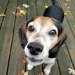 Pictures Of Archer A Beagle For Adoption In Pittsburgh Pa Who