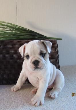Pin By Lizzy Sheehan On Dogs English Bulldog Puppies Bulldog