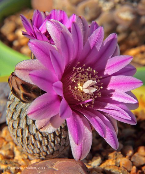 seeds rare samen korn sulcorebutia arenacea 10