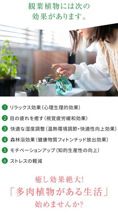 楽天市場 自宅で育つ うさ耳 モニラリア 栽培セット 送料無料 プレゼント 贈り物 簡単育成 うさぎ ラビット 種 可愛い 多肉植物 観葉植物 サボテン おしゃれ かわいい 多肉 土 ガーデニング 栽培キット 趣味の園芸 母の日 自由研究 みつき屋 栽培キット 園芸 楽天市場 自宅で育つ うさ耳 モニラリア 栽培セット 送料無料 プレゼント 贈り物 簡単育成 うさぎ ラビット 種 可愛い 多肉植物 観葉植物 サボテン おしゃれ かわいい 多肉 土 ガーデニング 栽培キット 趣味の園芸 母の日 自由研究 みつき屋 栽培キット 園芸