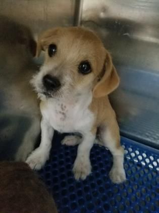 Update Current Status Is Unknown 35781731 Located In El Paso Tx