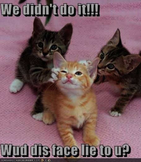 Cute Baby Animals Desktop Wallpaper time Animal Rescue For