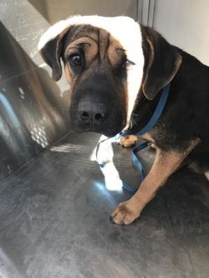 Fort Worth Tx Terrier Unknown Type Small Meet 40167949 A