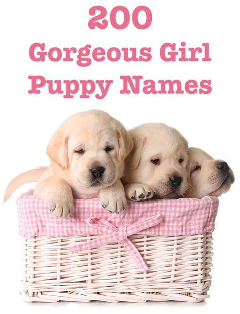 Female Dog Names Hundreds Of Gorgeous Girl Puppy Names Female