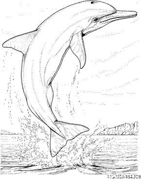 Coloriage Dauphins Coloriage Dauphin Dauphin Dessin Dauphin Coloriage Dauphins Coloriage Dauphin Dauphin Dessin Dauphin