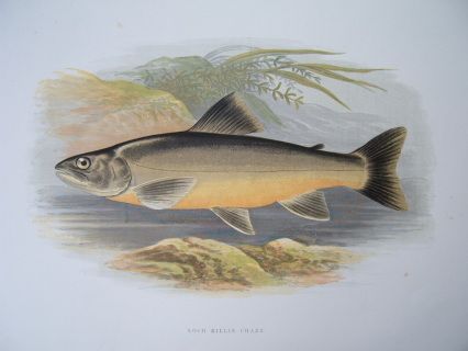 Houghton perfect for framing Pike print from the book freshwater fishes W