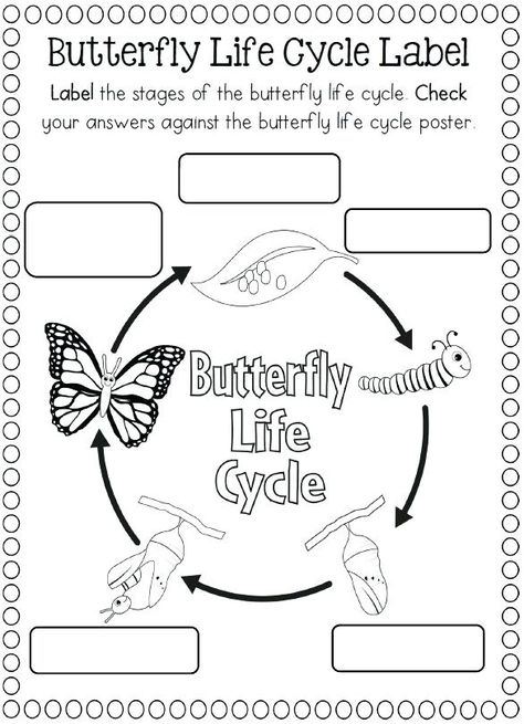 Butterfly Coloring Pages Butterfly Coloring Page Insect