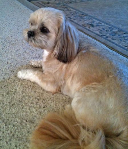 Shih Tzu Boxer Mixed Dogs Lulu The Mix Daily Shih Tzu Boxer Mixed Dogs Lulu The