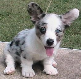 Pembroke Welsh Corgi Alert And Affectionate Cardigan Welsh