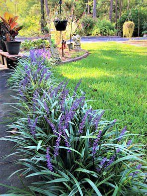 Yard Plants Landscaping