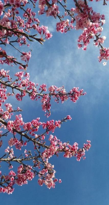 Pin By Marion Hoy On Photography Inspiration Spring Wallpaper Free Spring Wallpaper Spring Pictures