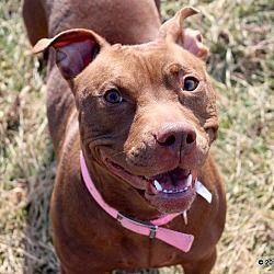 Pin By Linda Johnson On Dogs Pups Pitties Pitbull Terrier