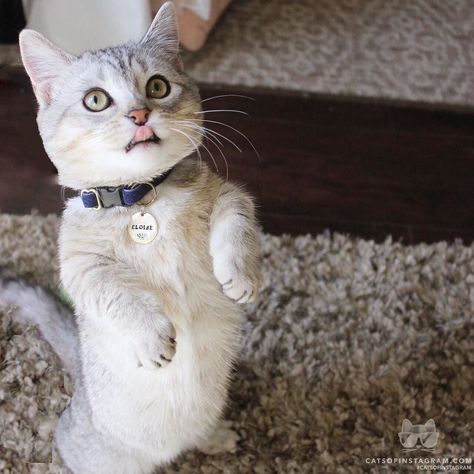 white coffee cat practices the art of cat loafing this year white coffee cat practices the art of cat loafing this year catconworldwide will recognize the best cat loaf at the catcon aw the instagram feed