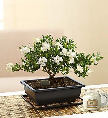 Gardenia Bonsai Plant Plants Tree - Gardenia Radicans Bonsai Care Gardenia Bonsai Plant Plants Tree - Gardenia Radicans Bonsai Care