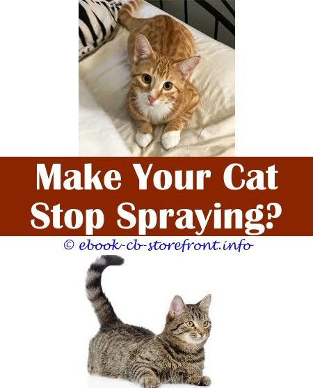 3 Fabulous Tricks Boar Mate Spray For Cats Orange Citrus Boar Mate Spray For Cats Orange Citrus