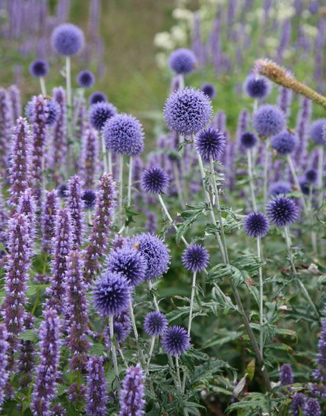 51 Best Perennials Images Garden Plants Gardening Outdoor