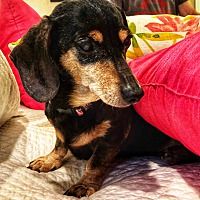 Pin By Alex Alaeff On Adoptable Dachshunds Pet Adoption