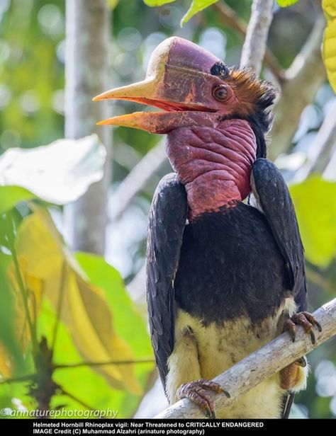 67 Ideas De Pájaros De España Pajaros Aves Fauna Europea