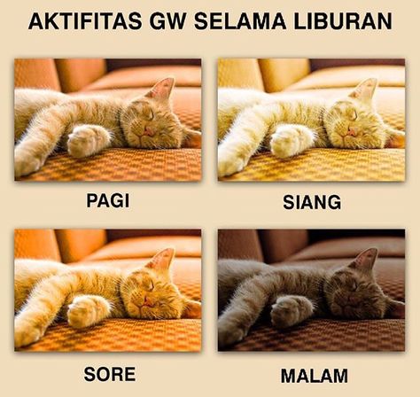 Aktivitas Kalo Lagi Liburan Lucu Meme Lucu Dan Kutipan Lucu