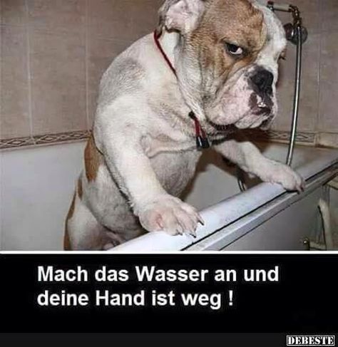 Mach Das Wasser An Und Deine Hand Ist Weg Lustige Bilder Spruche Witze Echt Lustig On Funnydogs Topdogs Dogmem Funny Pictures Funny Dog Captions Jokes