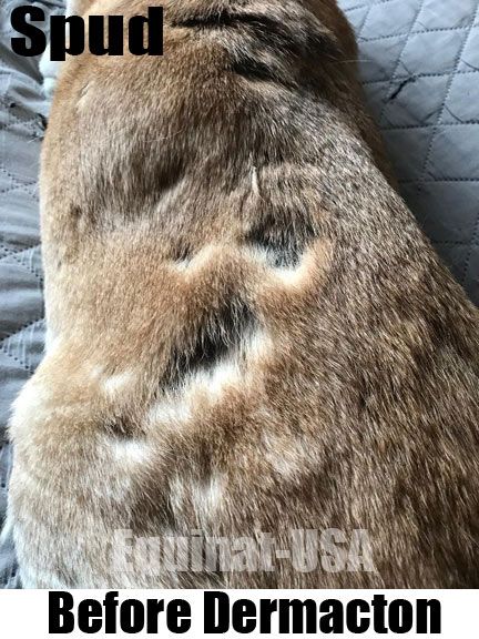 Spud The Pug Dermacton Review Pugs Skin Problems Terrier