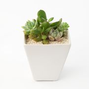 多肉植物 エアプランツ 無印良品ネットストア 多肉植物 多肉植物寄せ植え エアプランツ 多肉植物 エアプランツ 無印良品ネットストア 多肉植物 多肉植物寄せ植え エアプランツ