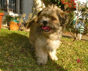 Adopt Gershwin On Shih Tzu Mix Wheaten Terrier Dogs Puppies