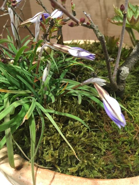 3 26 ハナニラ 花韮 ネギ亜科ハナニラ属 多年草 明治時代に園芸植物として渡来 その帰化 球根 名前の由来は葉からニラやネギのような匂いがあることから 園芸 ハナニラ 多年草 3 26 ハナニラ 花韮 ネギ亜科ハナニラ属 多年草 明治時代に園芸植物として渡来 その帰化 球根 名前の由来は葉からニラやネギのような匂いがあることから 園芸 ハナニラ 多年草