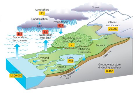 Diagram of hydrological cycle | Gcse geography, Water cycle project