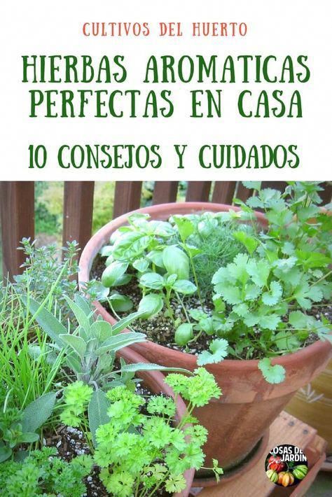Top 10 Consejos Para Cultivar Plantas Aromaticas En Maceta Regar Podar Fertilizar Sol Plagas Cosas Del Jardin Macetas Plantas Aromaticas Cultivo De Plantas Jardín De Vegetales