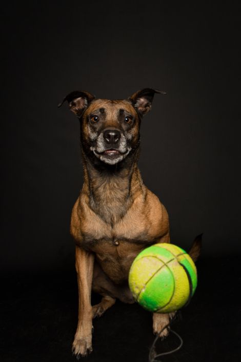 hundefotografie studiofotos hundefotos tierfotografie bielefeld 1 hundefotos hunde fotos tierfotografie