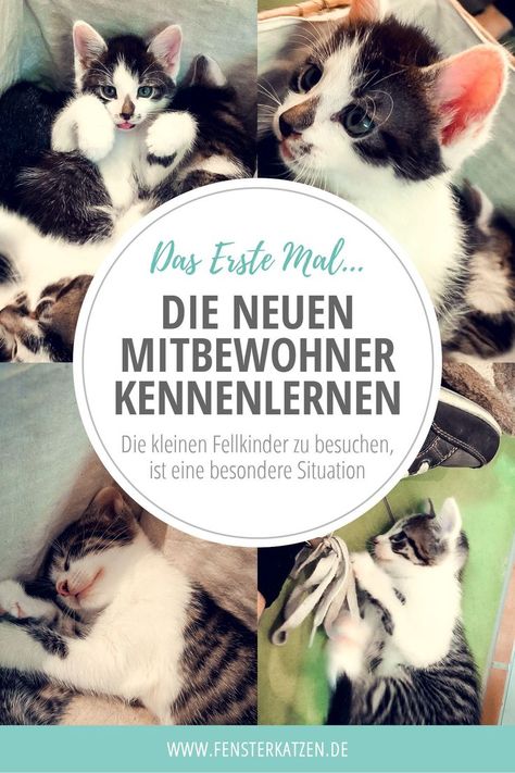 Erstes kennenlernen katzen