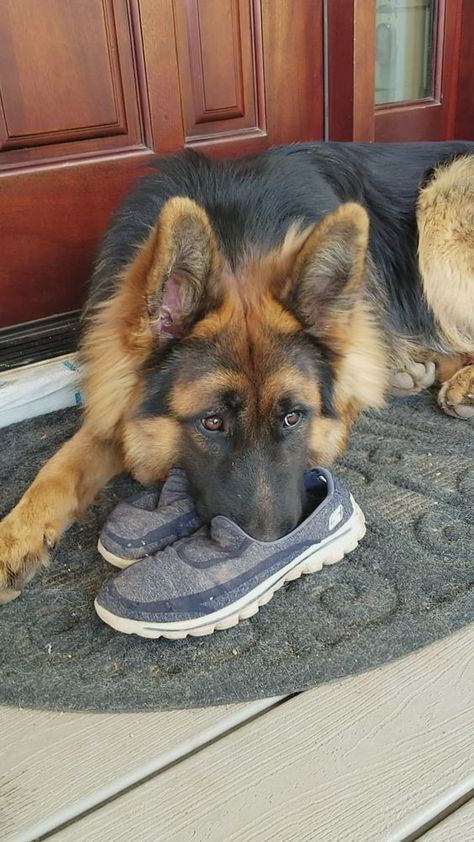59 Meilleures Idees Sur Chiens Bergers Allemands Chiens Bergers Allemands Bergers Allemands Berger Allemand 59 Meilleures Idees Sur Chiens Bergers Allemands Chiens Bergers Allemands Bergers Allemands Berger Allemand