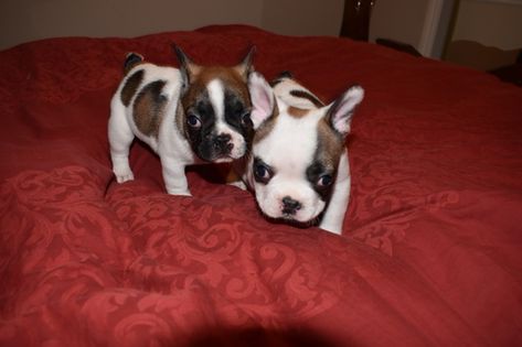 French Bulldog Puppy For Sale In Sacramento Ca Adn 32583 On