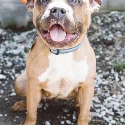 Available Pets At Second City Canine Rescue In Roselle Illinois