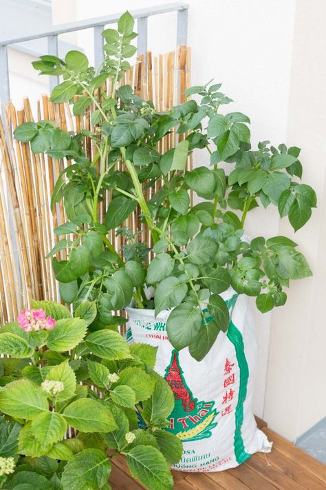 37+ Kartoffeln Anbauen Hochbeet, Gemüsepflanzen, die auf kaffeesatz