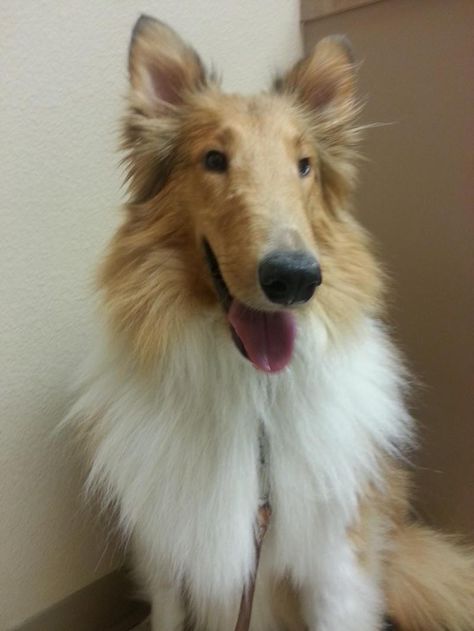 Adopt Marshall Adopted On Cute Baby Animals Dogs Puppies Dogs