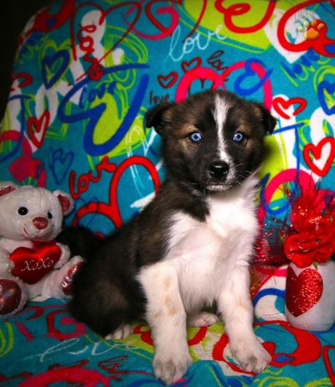 Atlas Siberian Husky Mix Puppy For Sale In Lagrange In