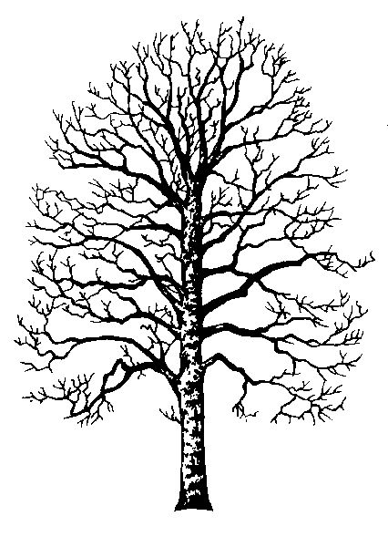 Sycamore Trees Insects And Diseases Of Canada S Forests Tree Photoshop Tree Drawing Tree Illustration Sycamore Trees Insects And Diseases Of Canada S Forests Tree Photoshop Tree Drawing Tree Illustration