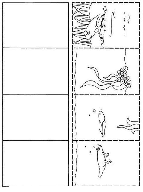 Frog Life Cycle Activities Frog Life Life Cycles Lifecycle Of
