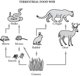 Schools Tree Day Schoolyard Food Webs Years 7 8 Coloring