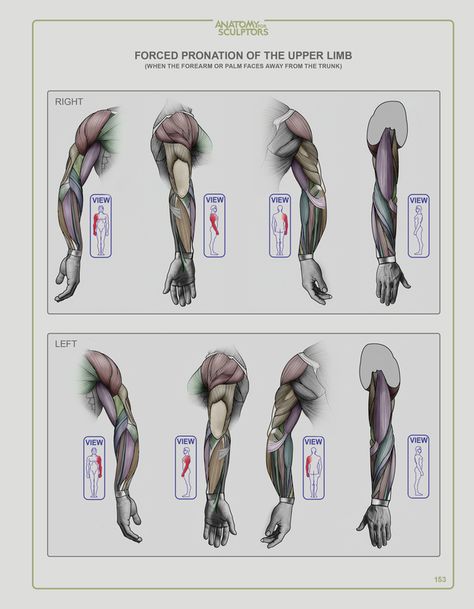 Anatomy Next store - Online EBOOK For Art & Design Students | Human