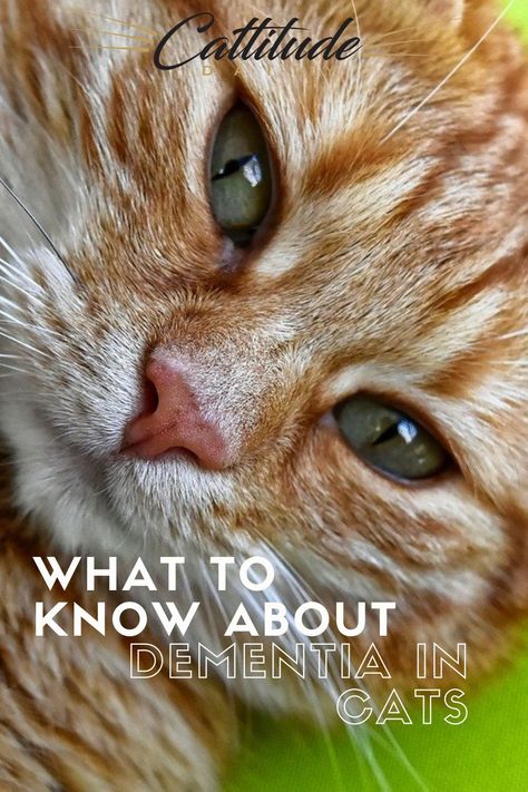 200 Cat Care Ideas Cat Care Cat Parenting Cat Care Tips