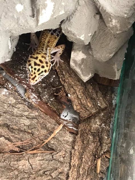 hides for geckos hides for geckos