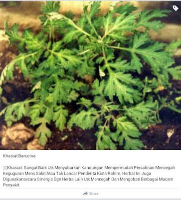 Bahan Bahan Obat Tradisional Yang Ada Di Sitarist Kita Tanaman Obat Obat Alami Kebun Herbal