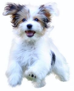 Here Are The Dog Food Advisor S Top 10 Best Puppy Foods For Small