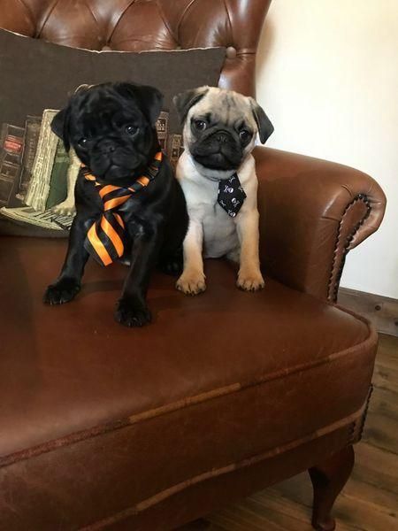 Pug Puppies For Sale Springfield Il Pug Puppies For Sale Pug