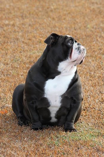 Baggy Bulldogs Bulldog Puppies English Bulldog Puppies Bully Dog
